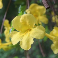 Dolichandra unguis-cati (L.) L.G.Lohmann